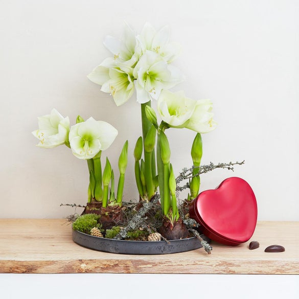 Amaryllis dekoration og hjerte med mintchokolade